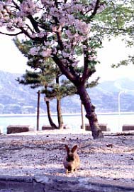 ̉