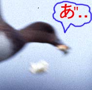 褳