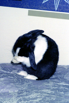 mimi