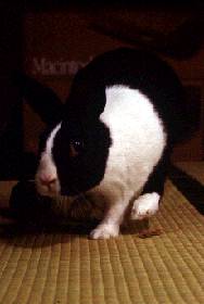 ä