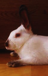 炢